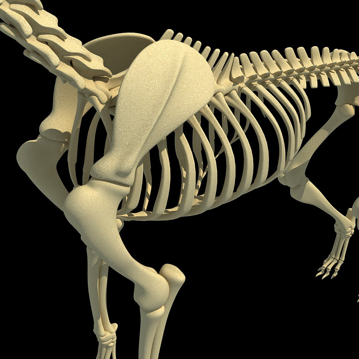 Dog Skeleton