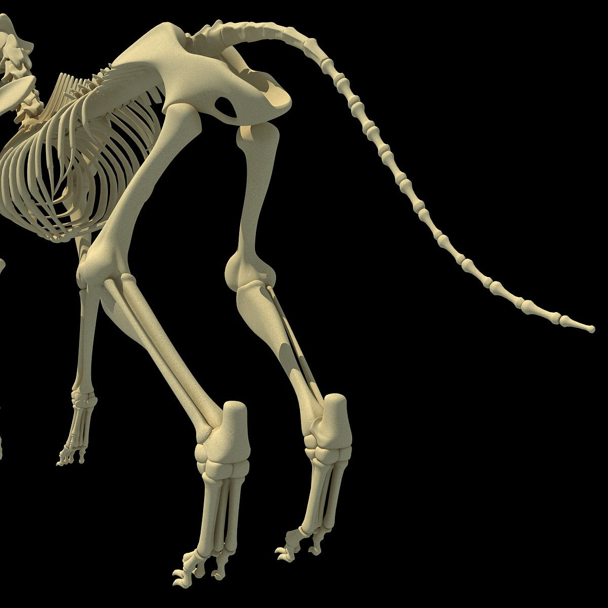 Dog Skeleton