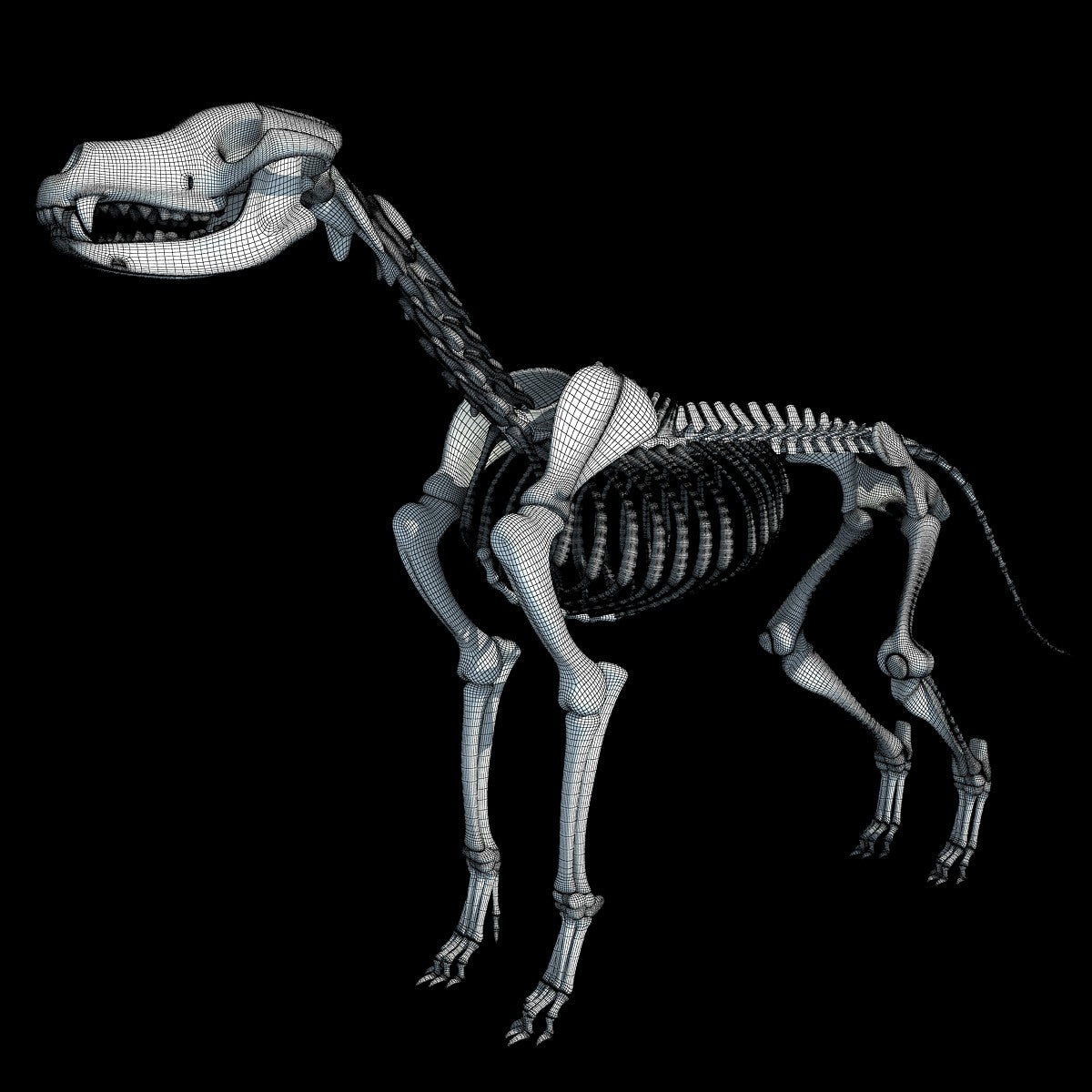 Dog Skeleton