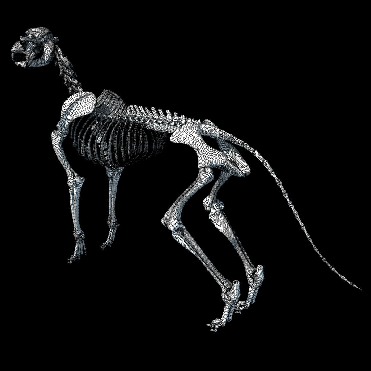 Dog Skeleton