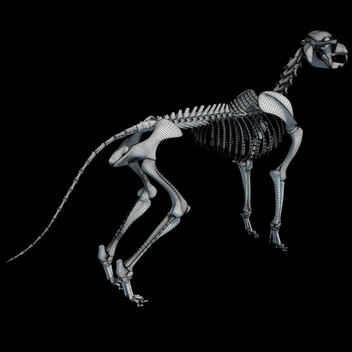 Dog Skeleton