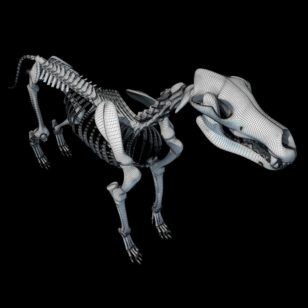 Dog Skeleton