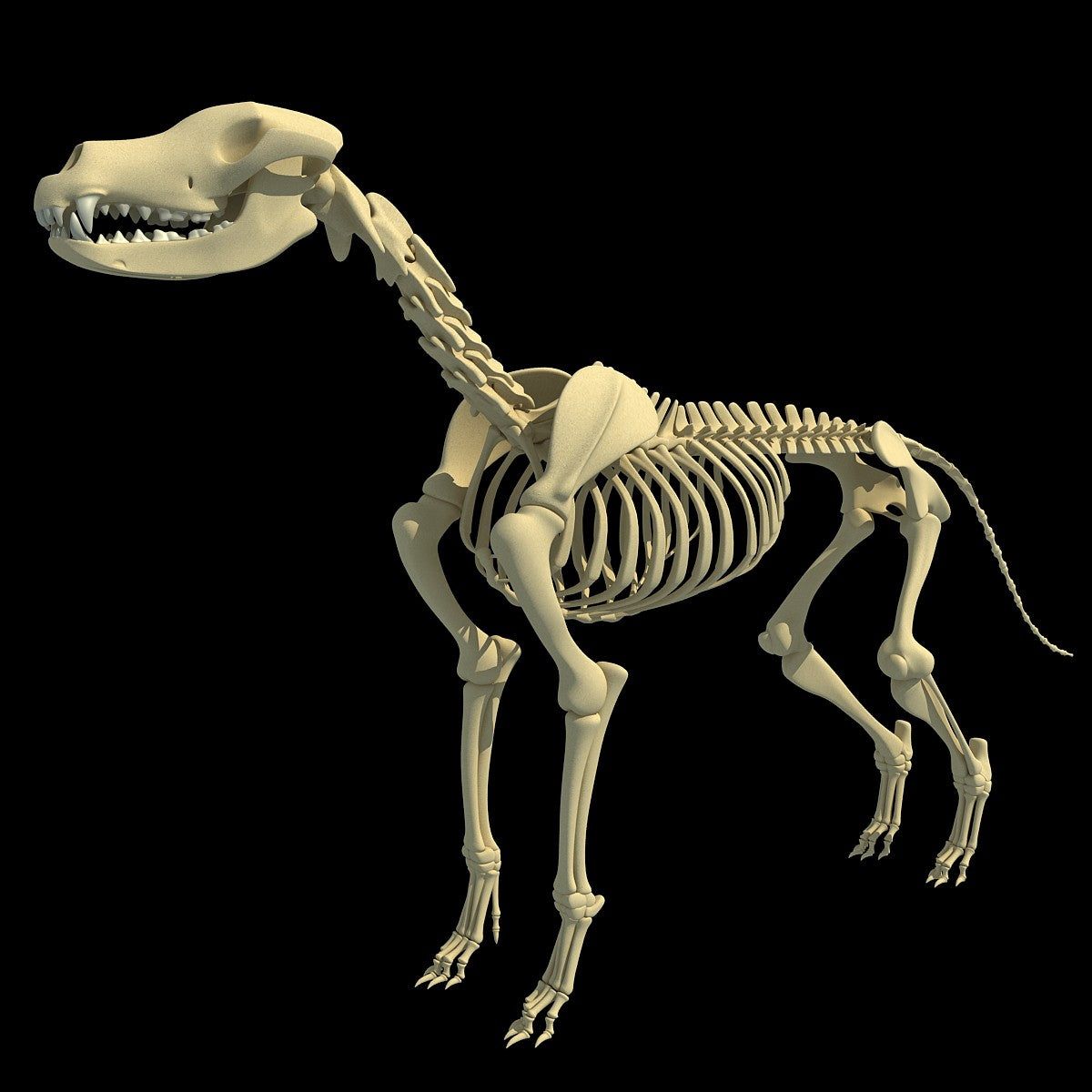 Dog Skeleton 3D Model