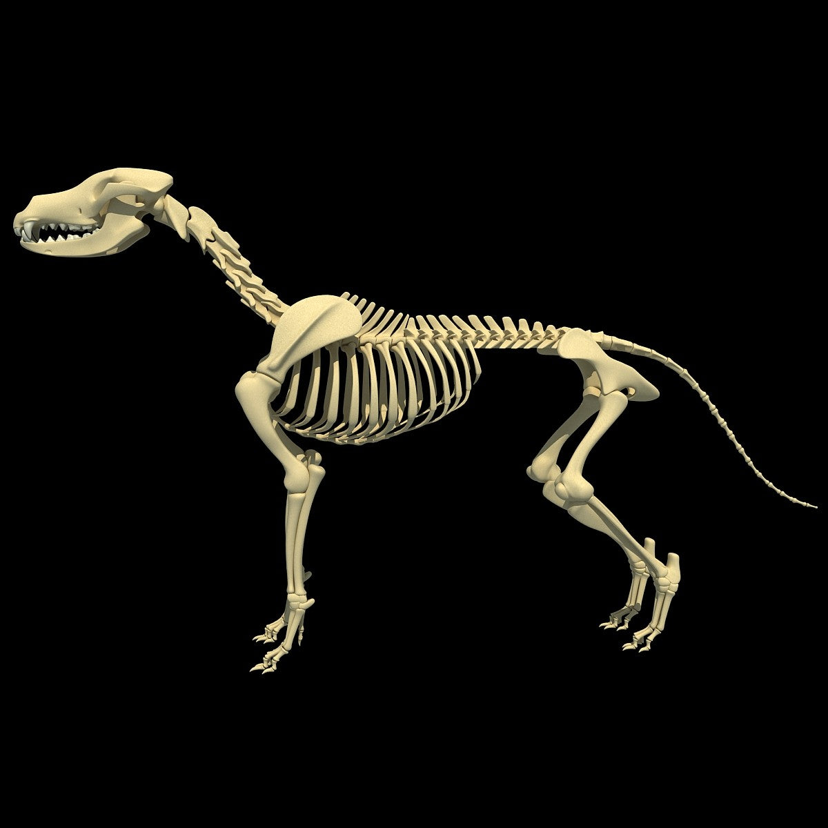 Dog Skeleton 3D Model