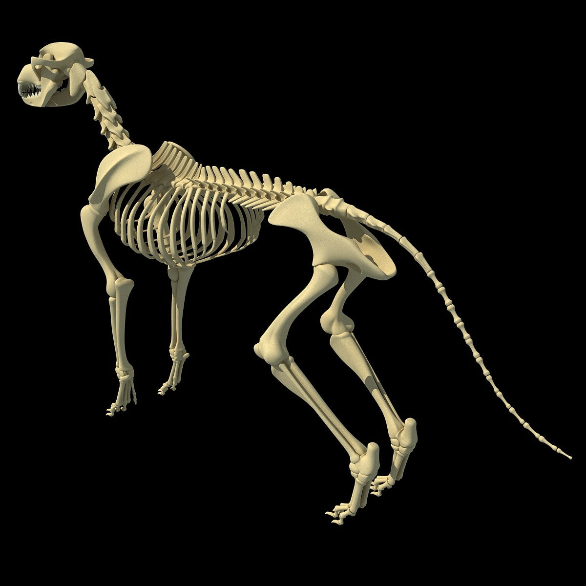 Dog Skeleton 3D Model