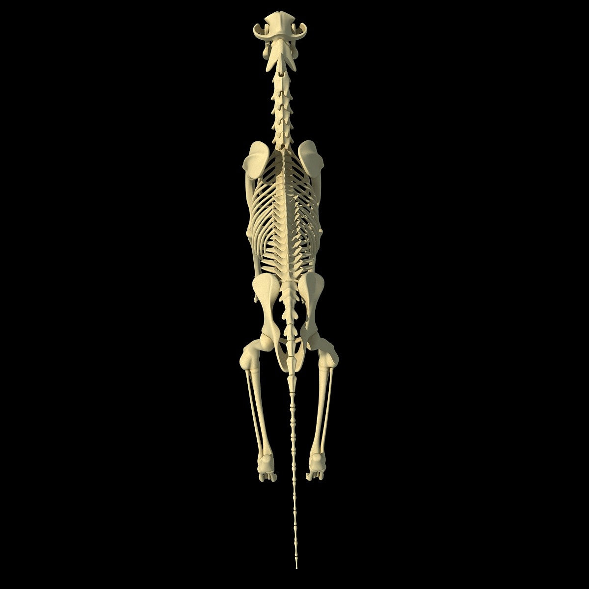 Dog Skeleton 3D Model