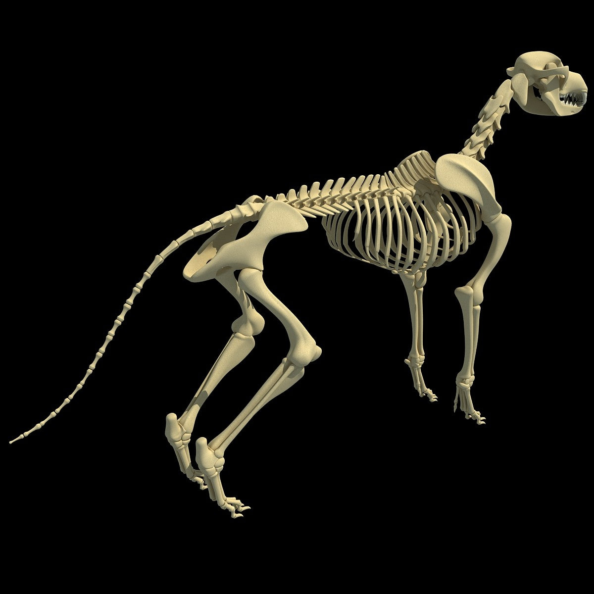 Dog Skeleton