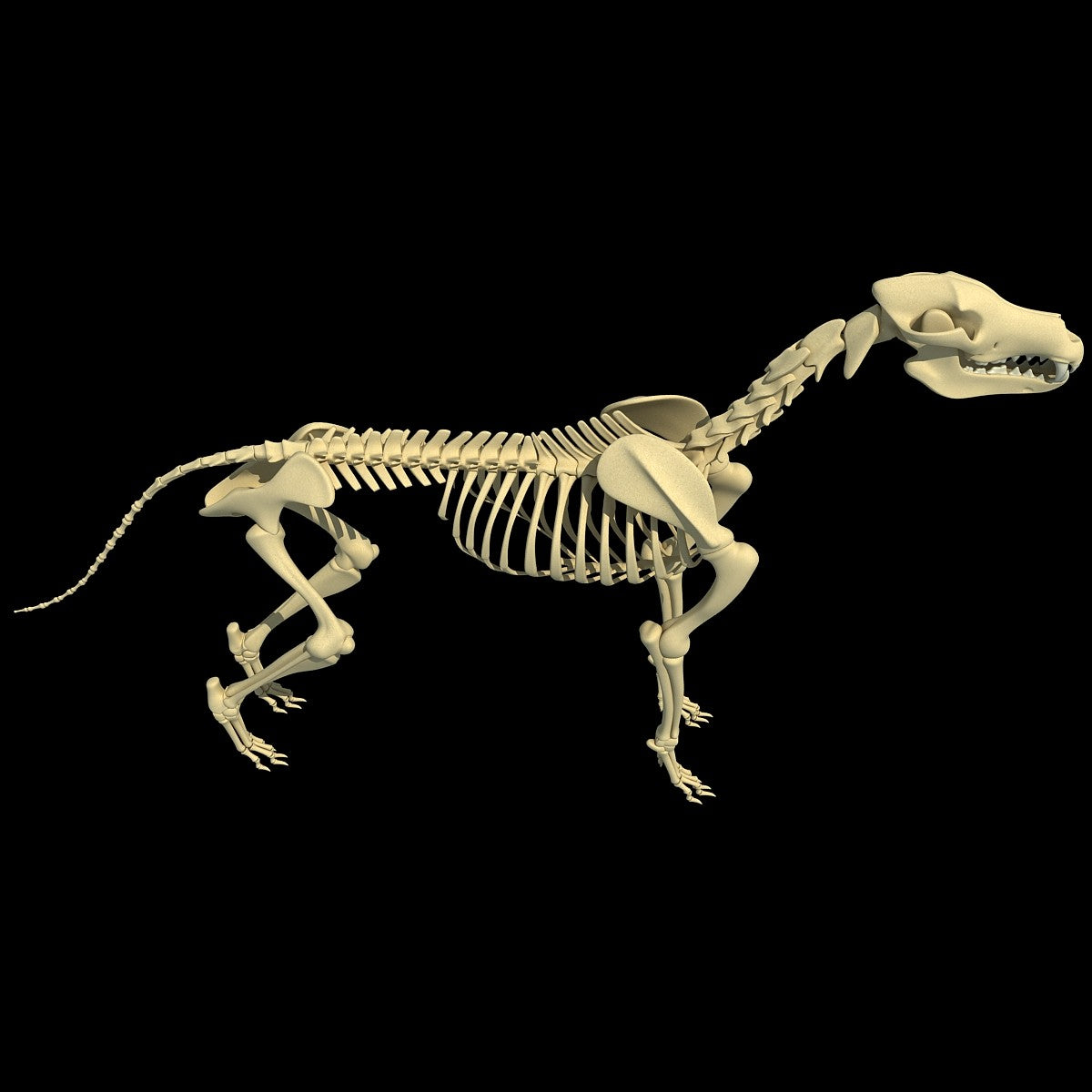 Dog Skeleton