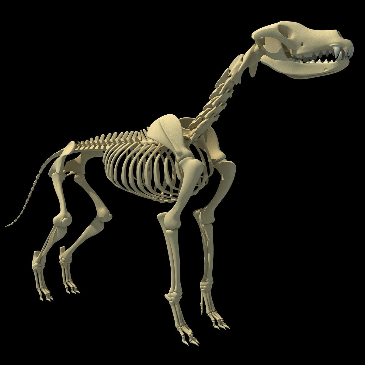 Dog Skeleton