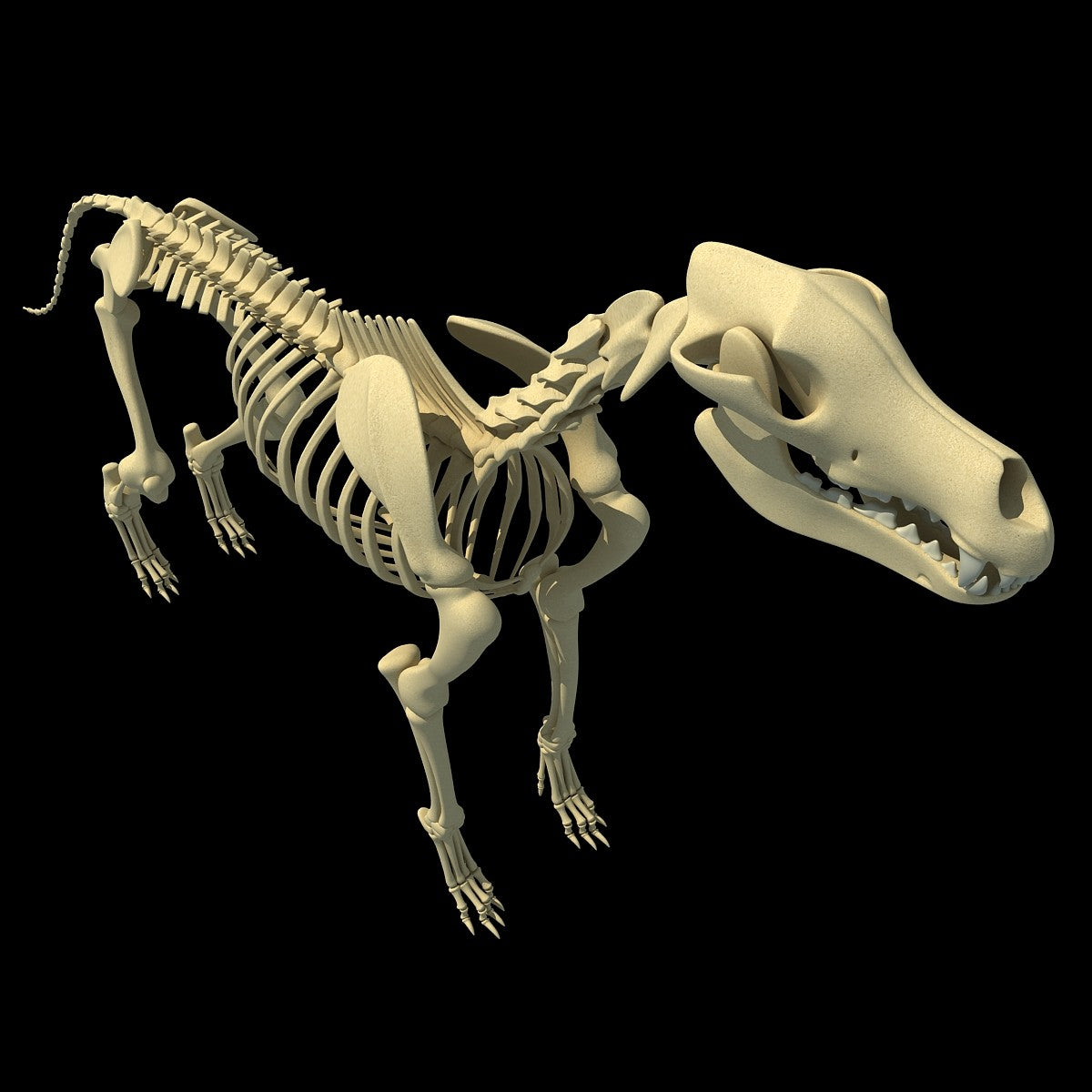 Dog Skeleton