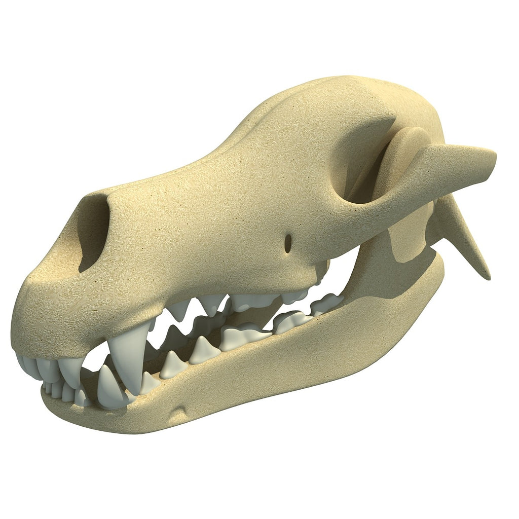 Dog Skull 3D Model
