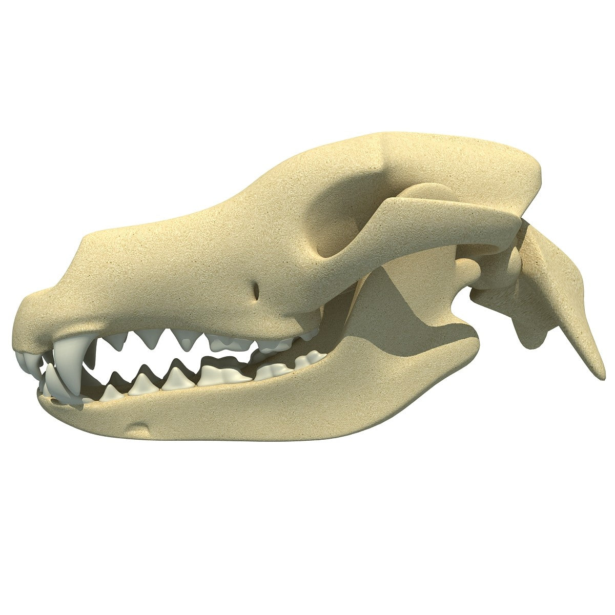 Dog Skull 3D Model