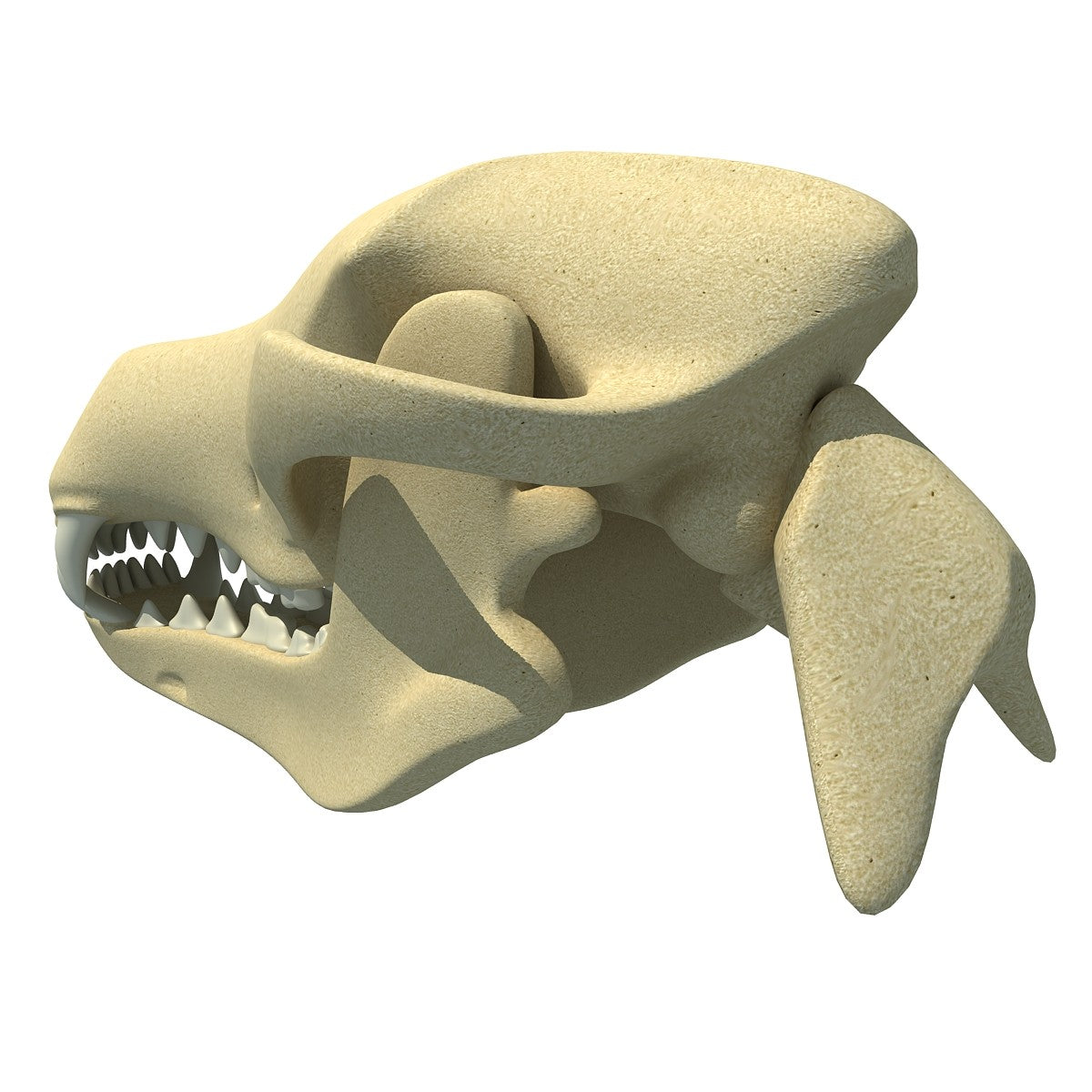 Dog Skull 3D Model
