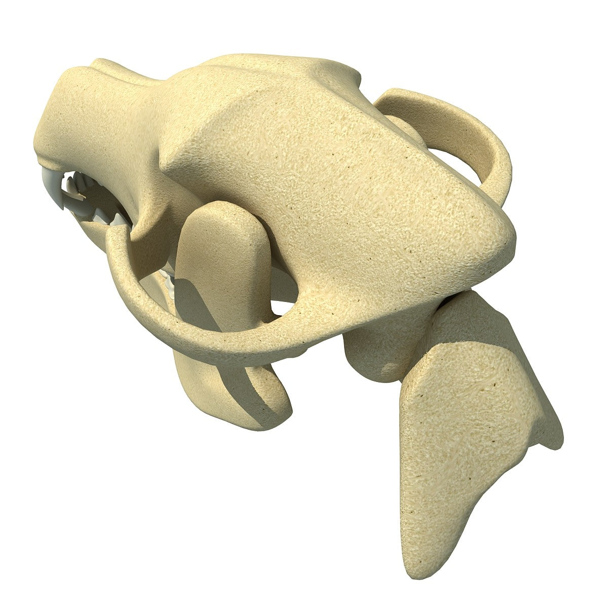 Dog Skull 3D Model