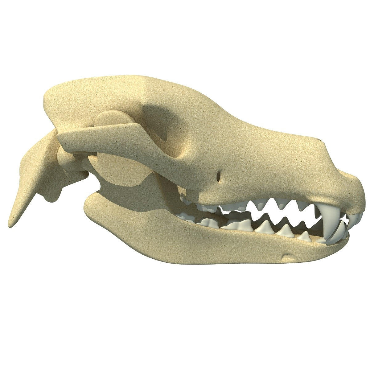 Dog Skull 3D Model