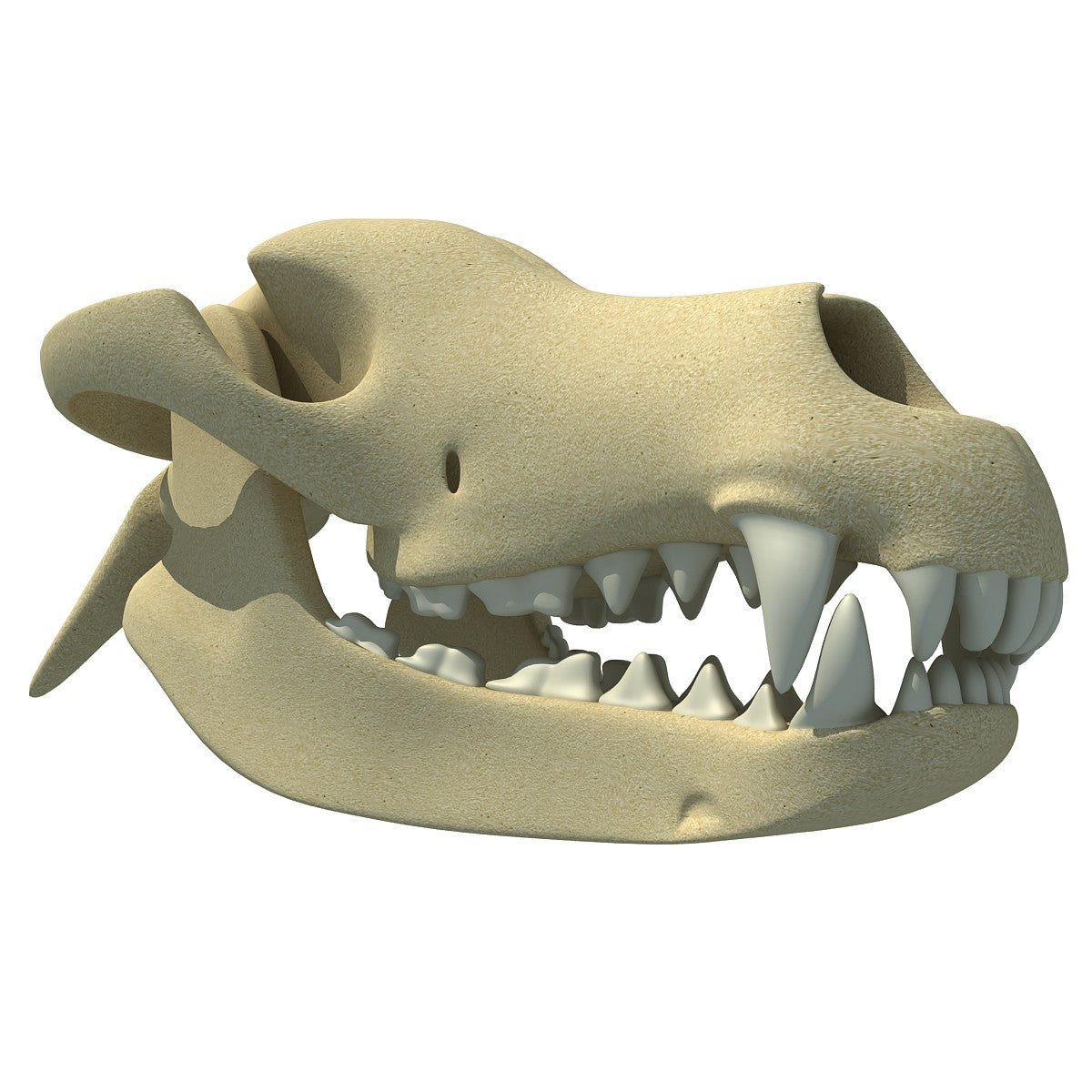 Dog Skull 3D Model