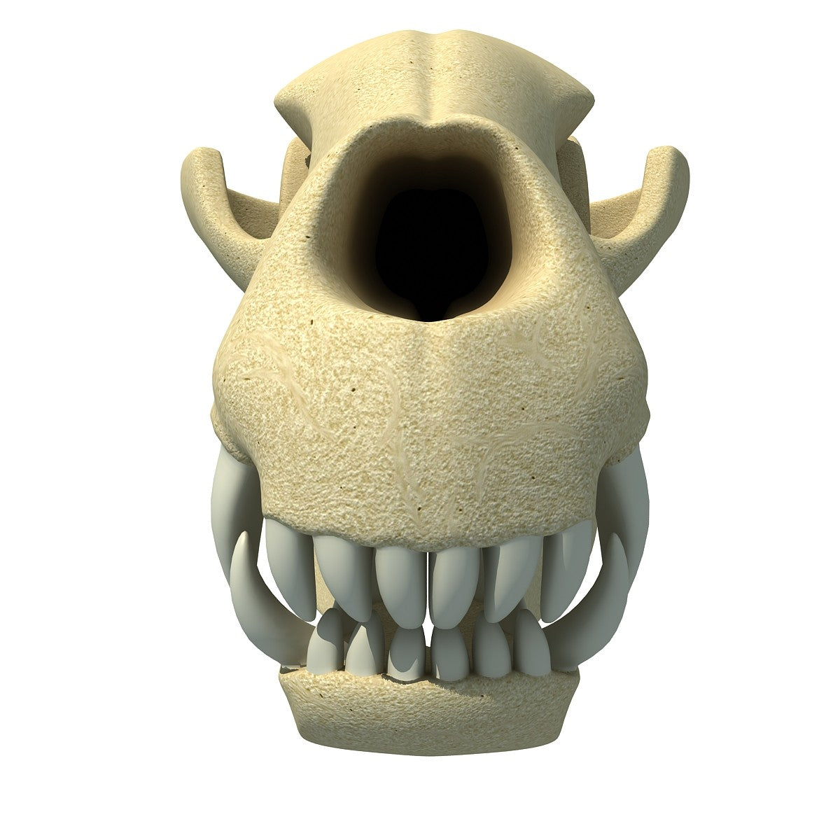 Dog Skull 3D Model