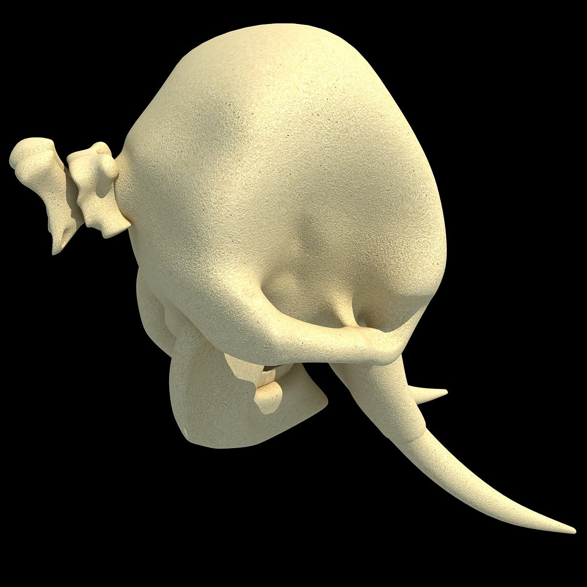 Elephant Skull Model