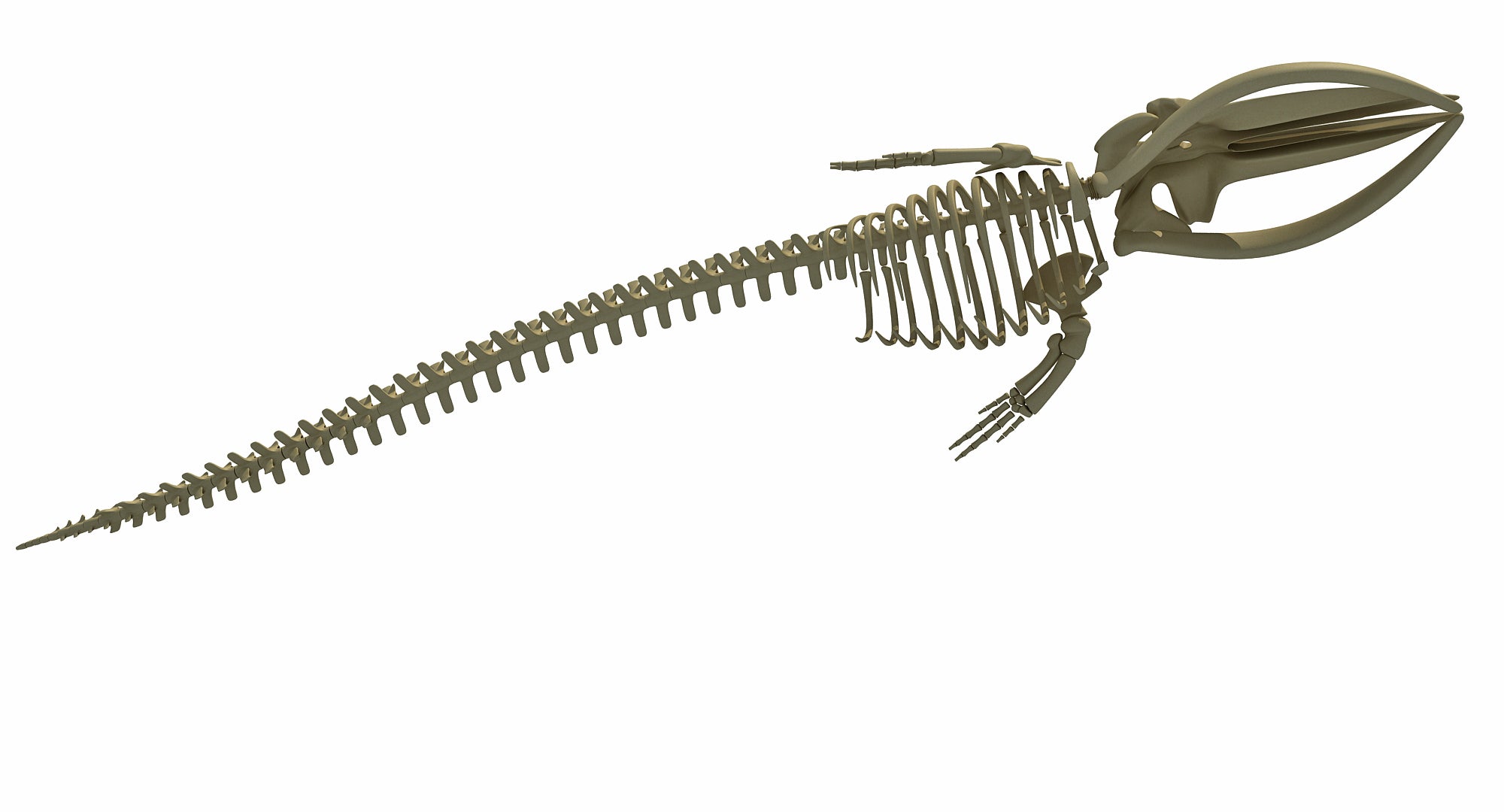 Fin Whale Skeleton