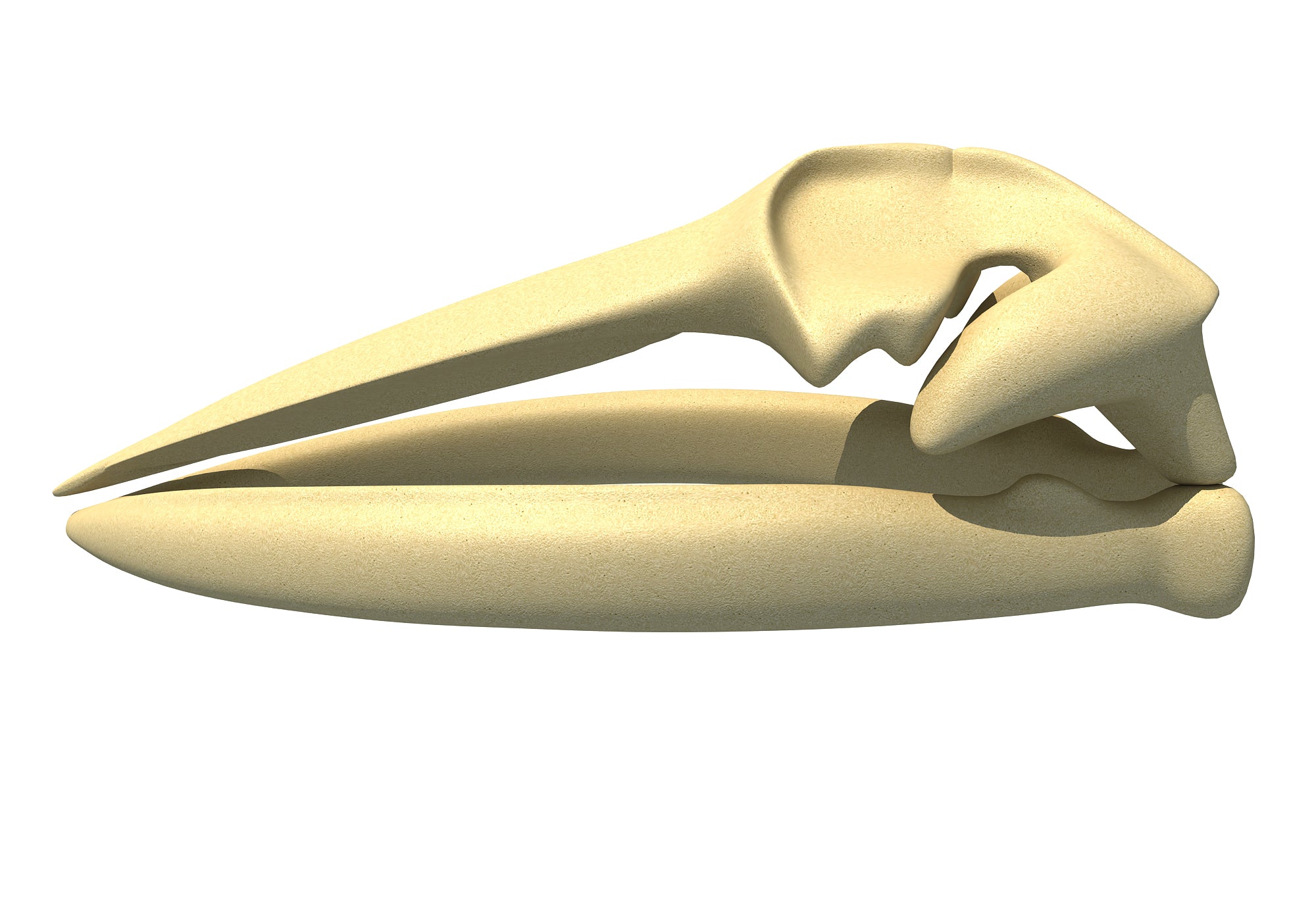 Fin Whale Skull