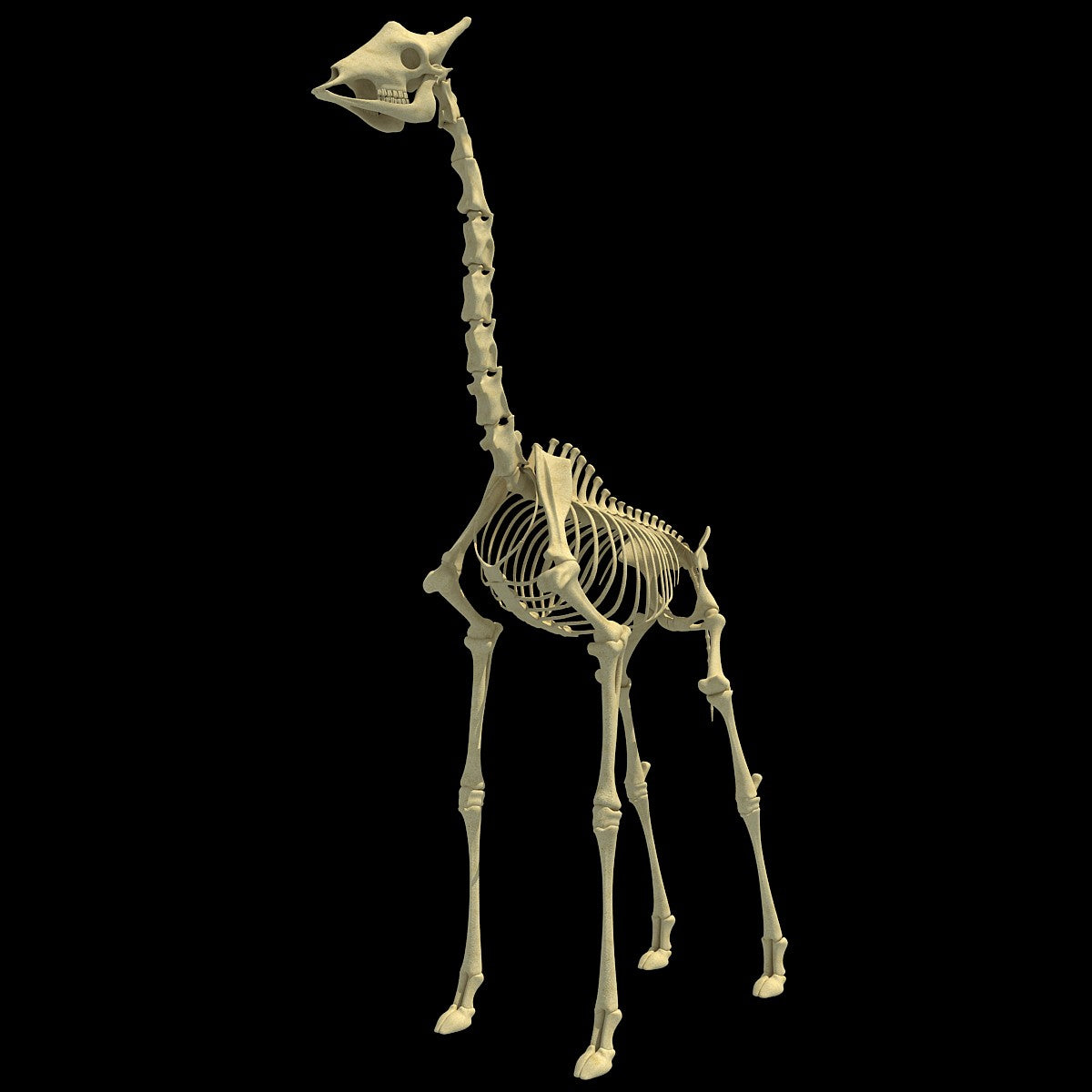 Giraffe Skeleton