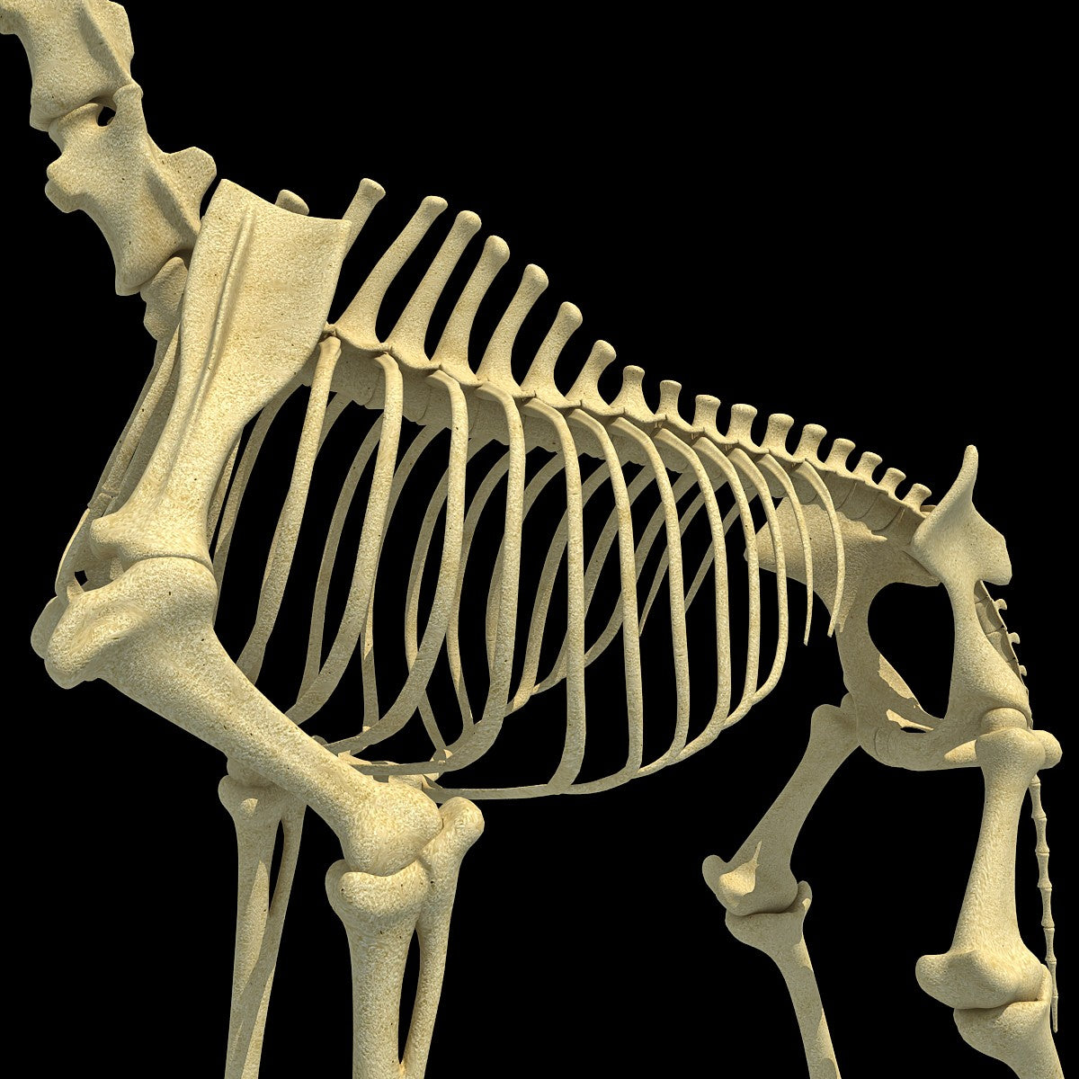 Giraffe Skeleton