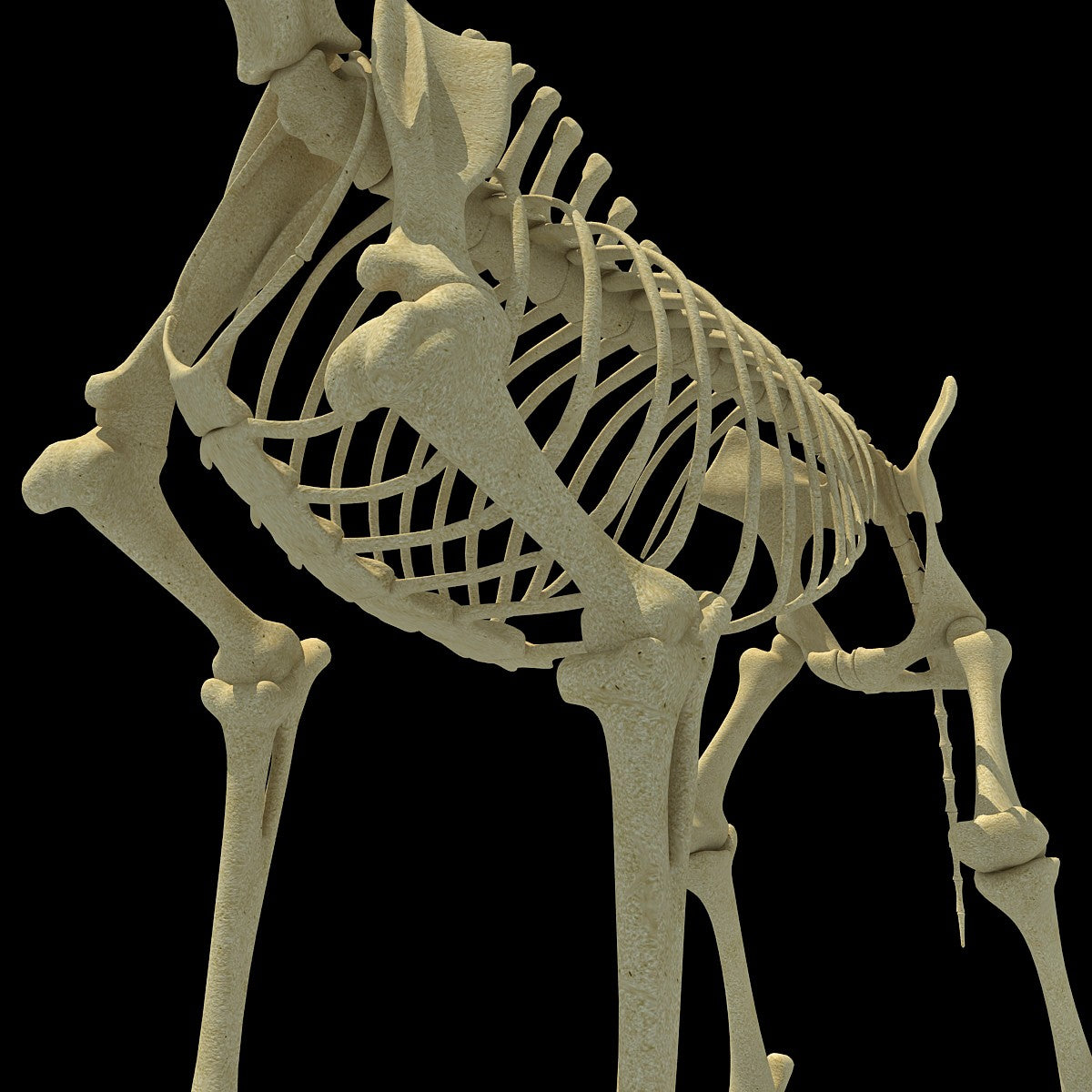 Giraffe Skeleton