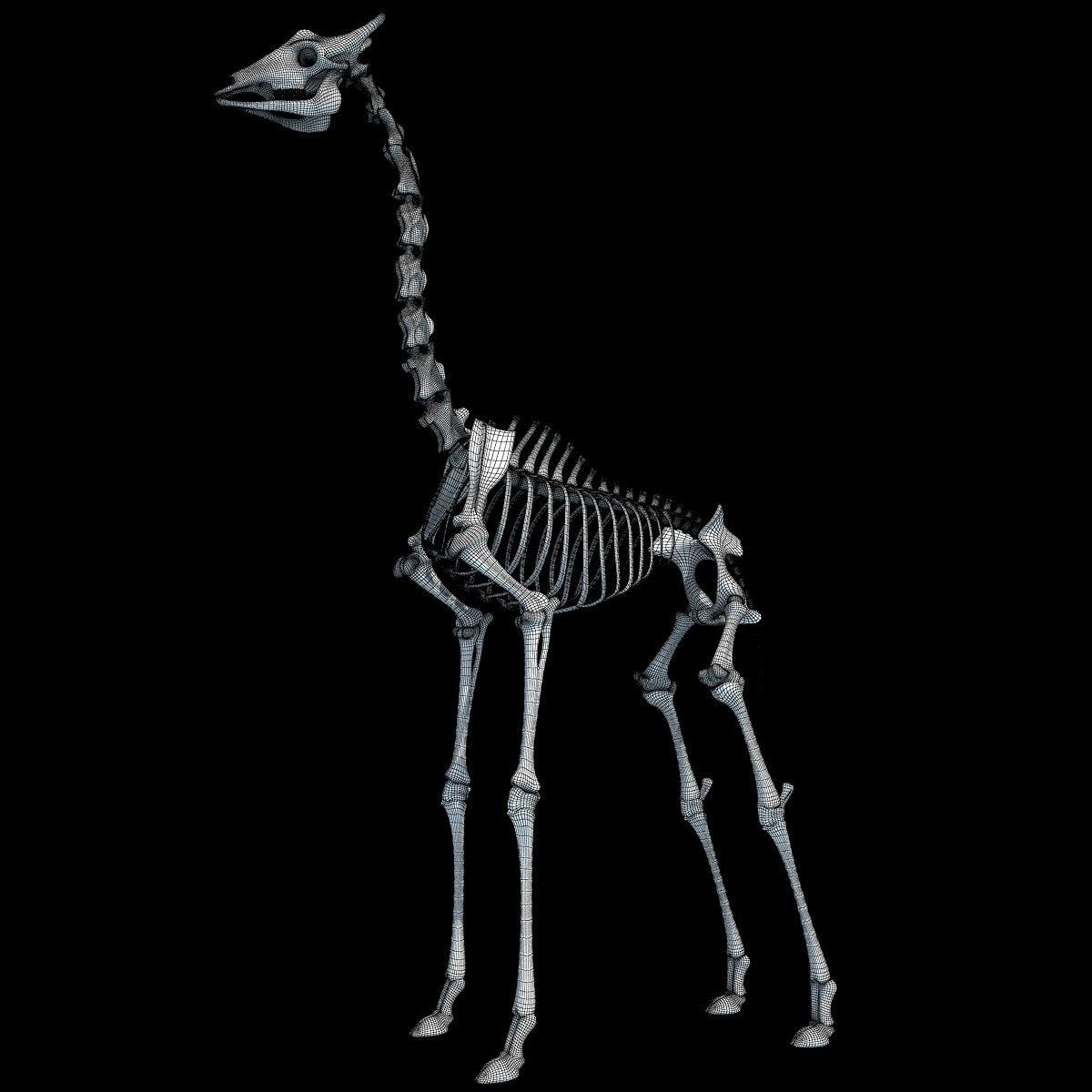 Giraffe Skeleton