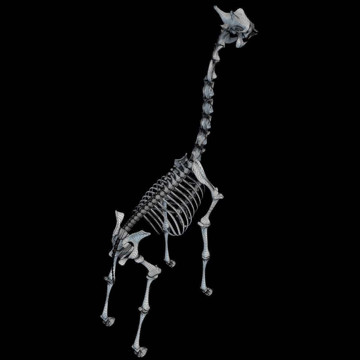 Giraffe Skeleton