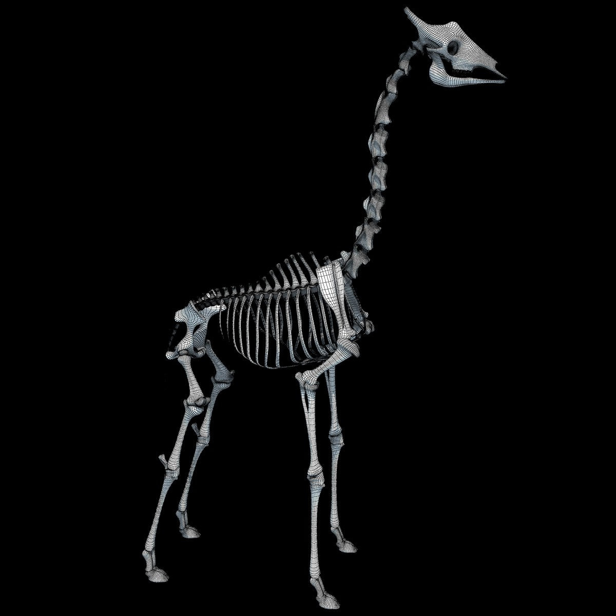 Giraffe Skeleton