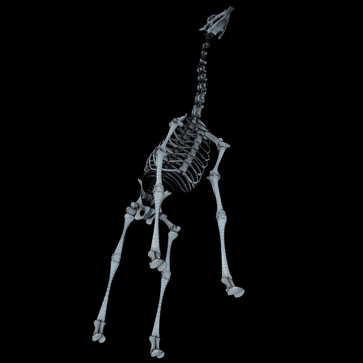 Giraffe Skeleton