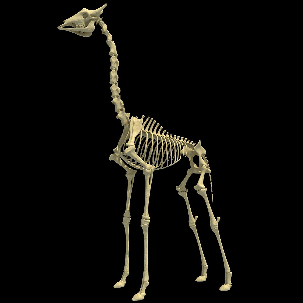 Giraffe Skeleton - Animal Skeletons