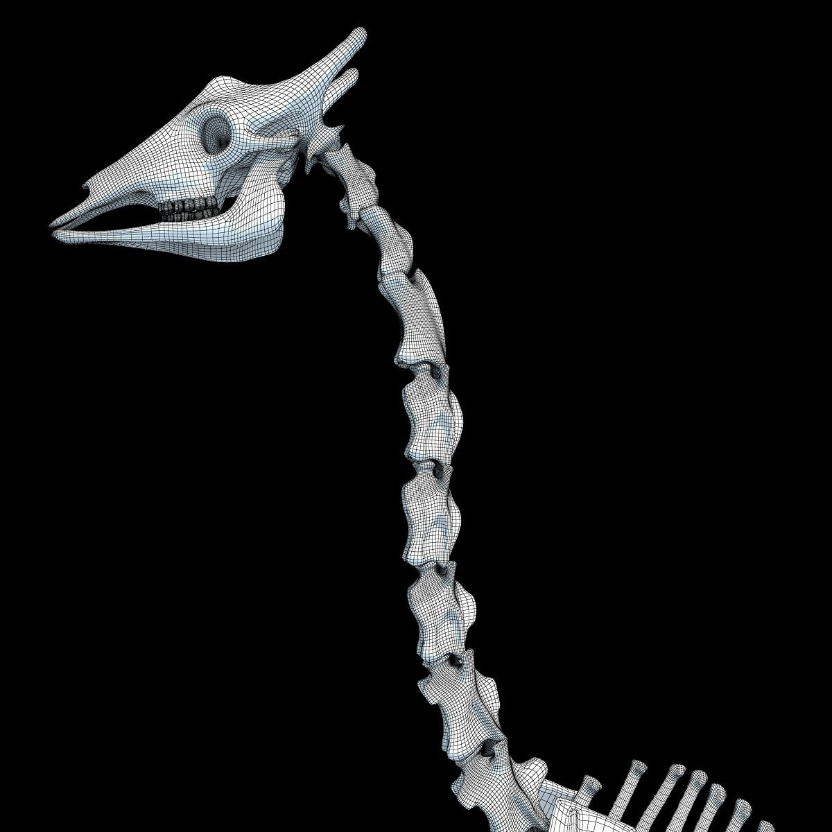 Giraffe Skeleton