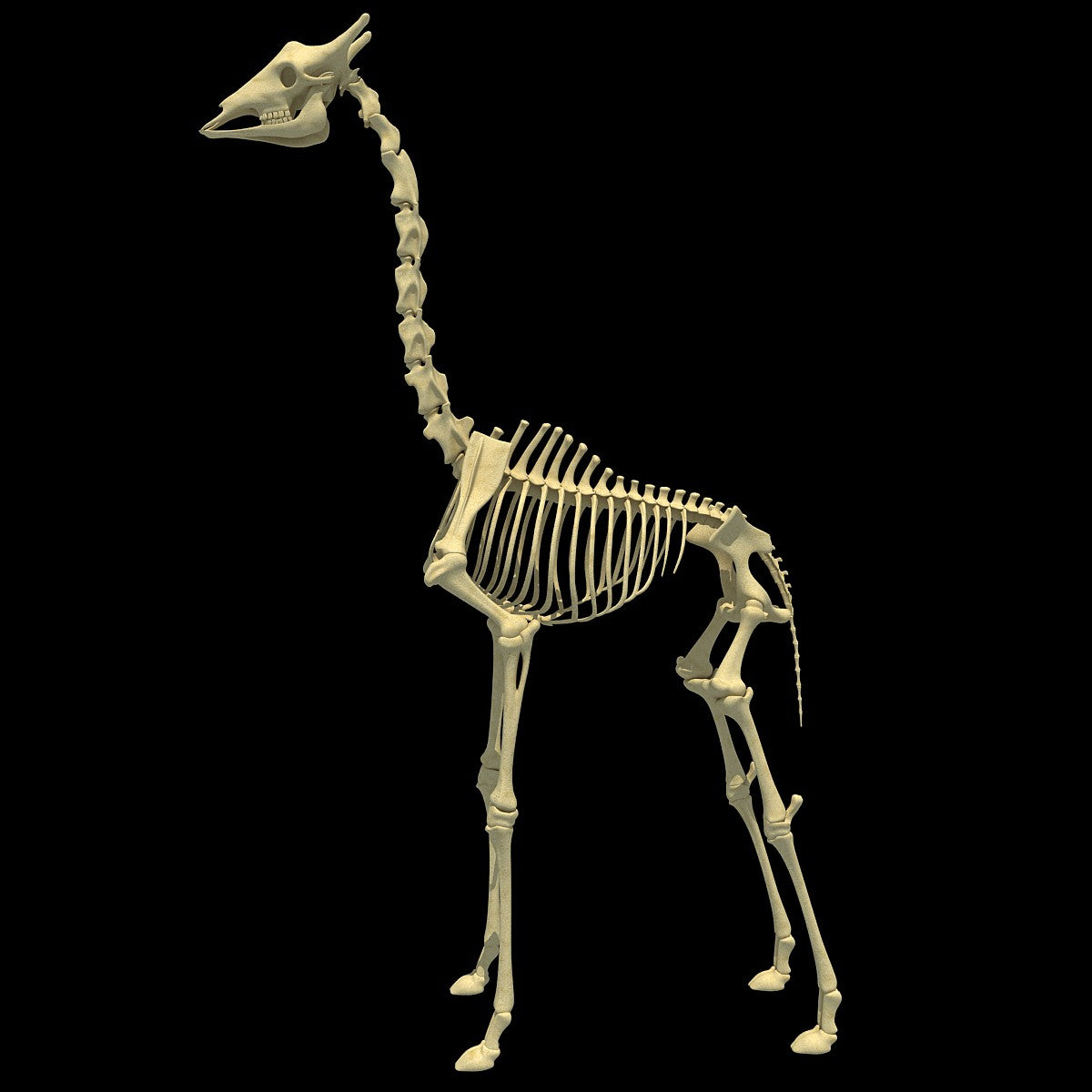 Giraffe Skeleton - Animal Skeletons