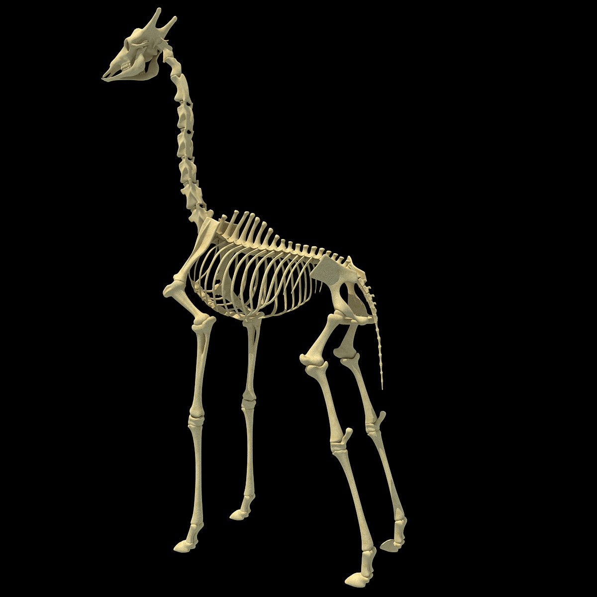 Giraffe Skeleton