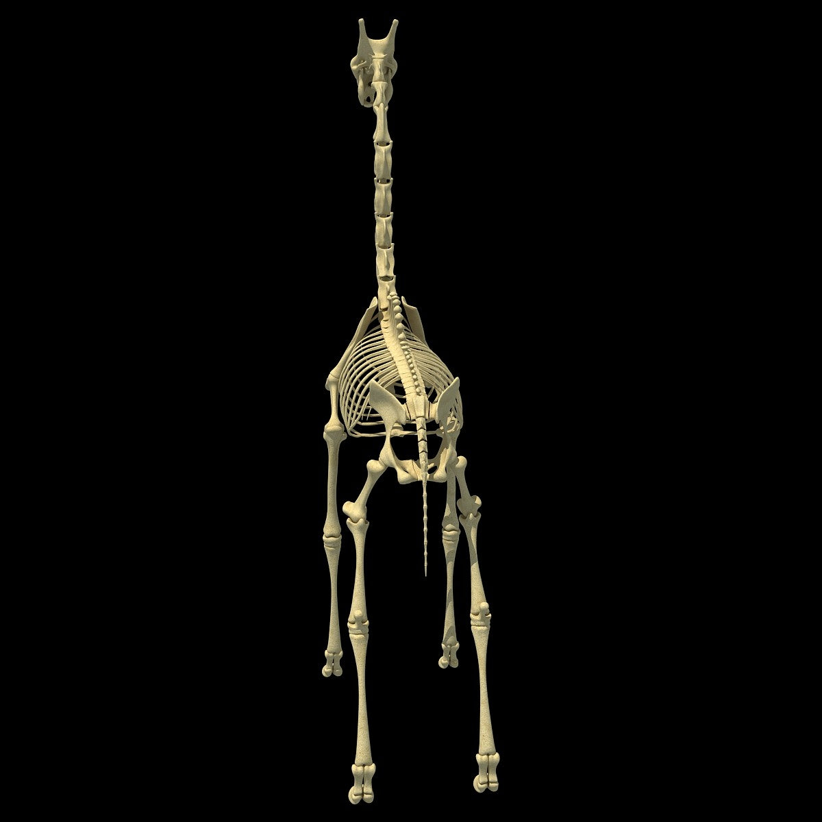 Giraffe Skeleton