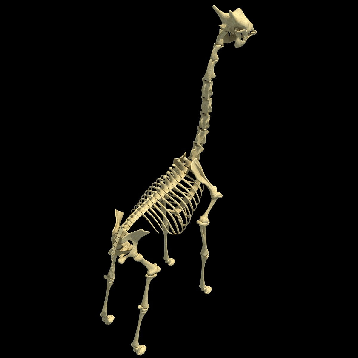 Giraffe Skeleton