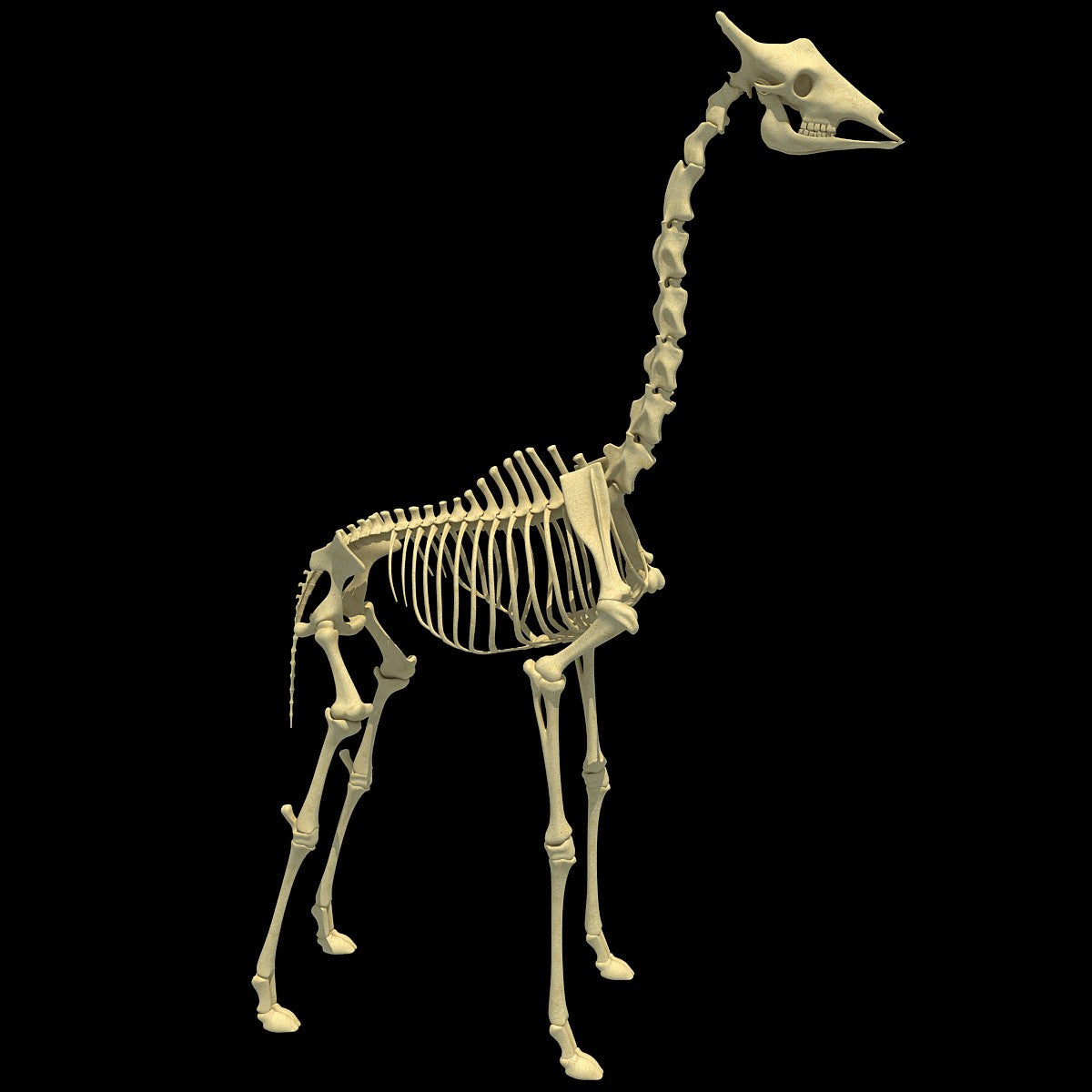 Giraffe Skeleton