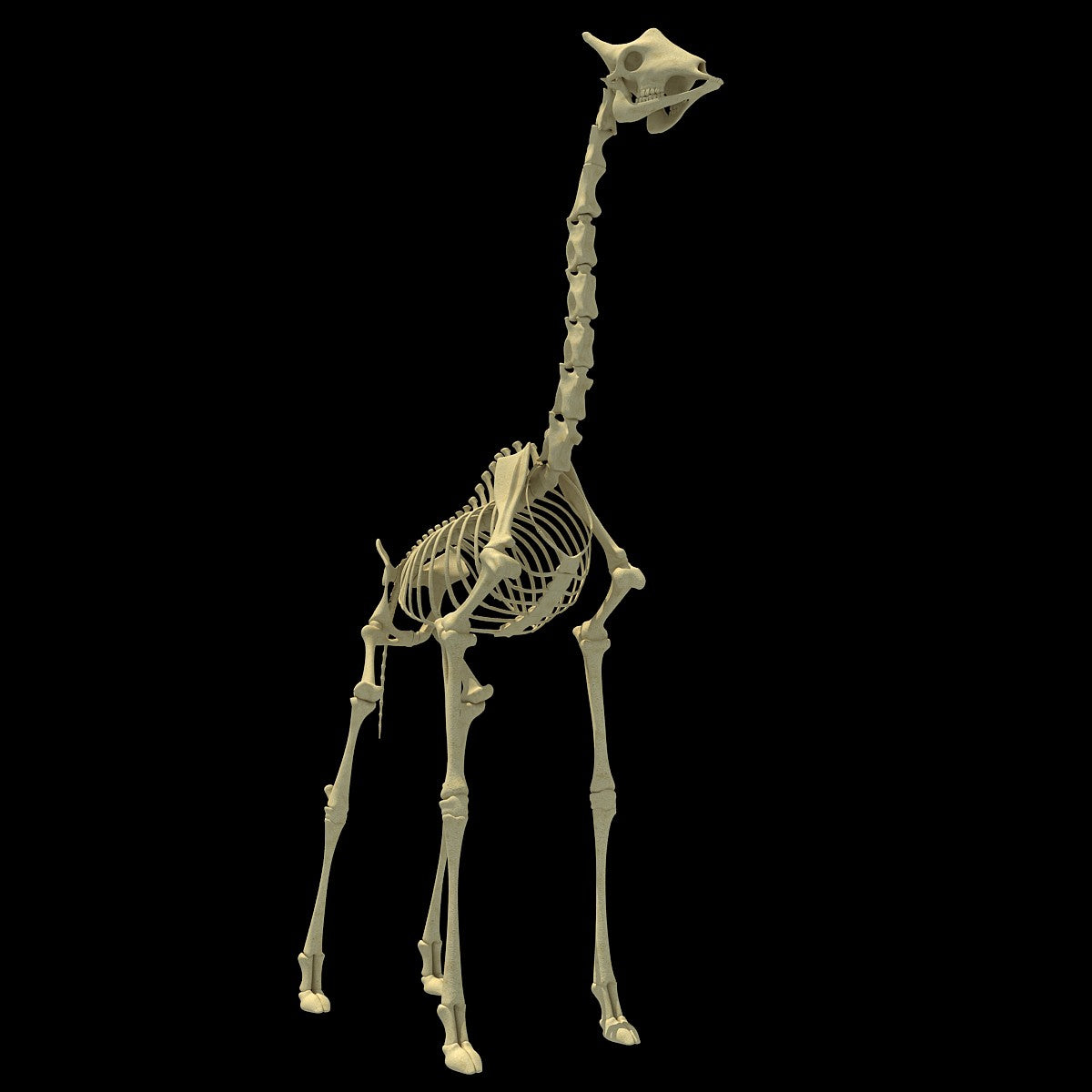 Giraffe Skeleton