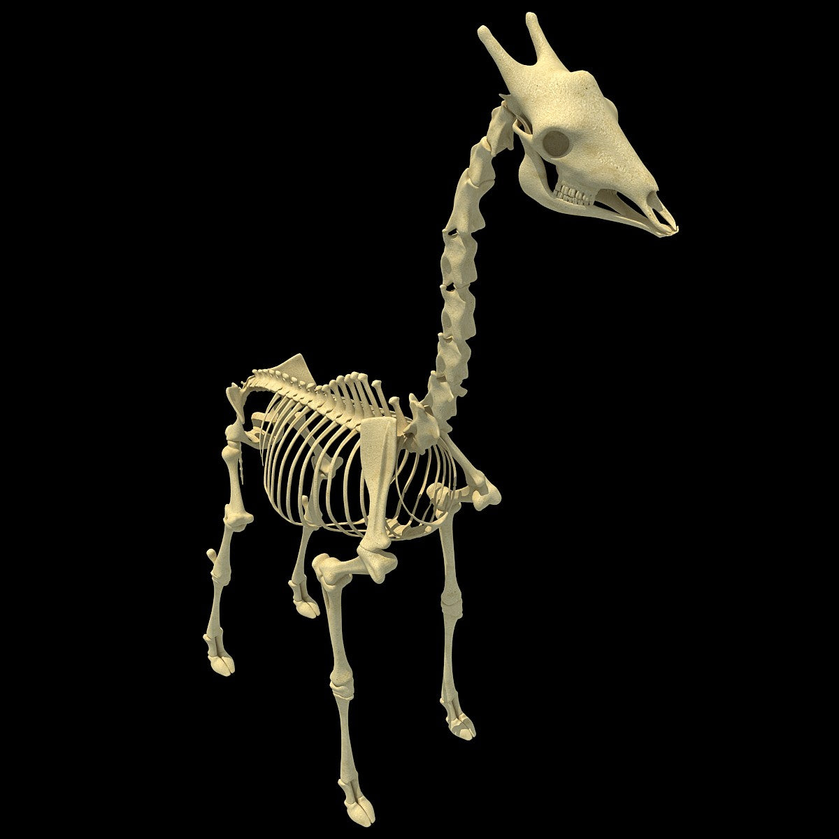 Giraffe Skeleton