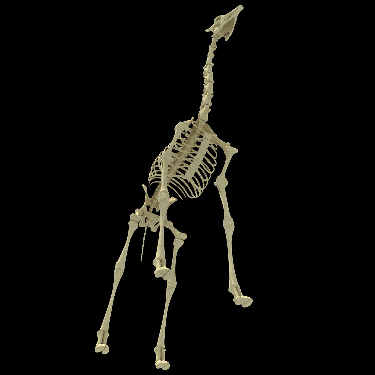 Giraffe Skeleton