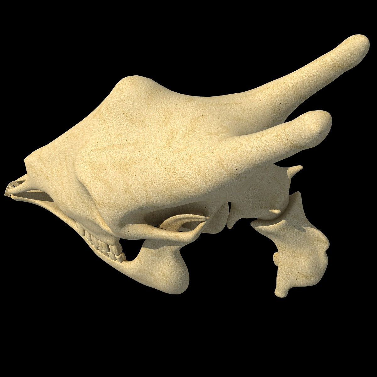 Giraffe Skull