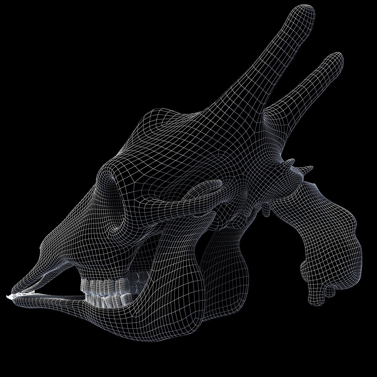 Giraffe Skull