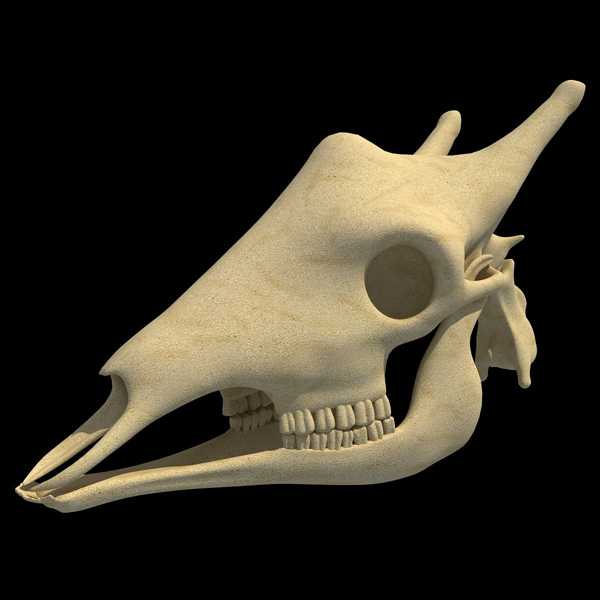 Giraffe Skull