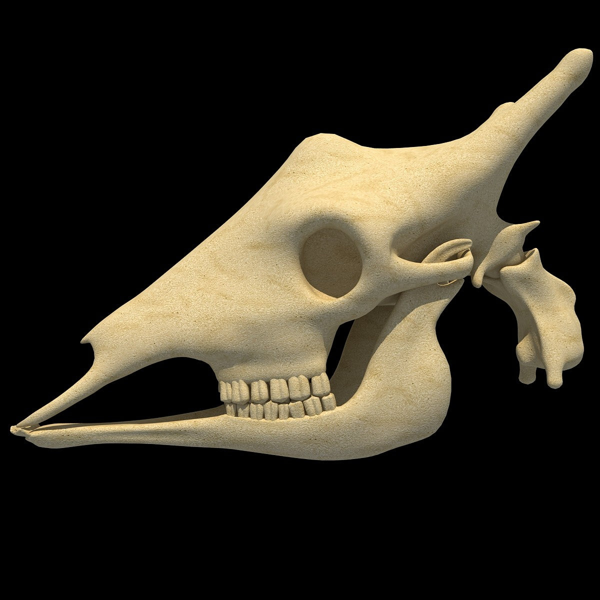 Giraffe Skull