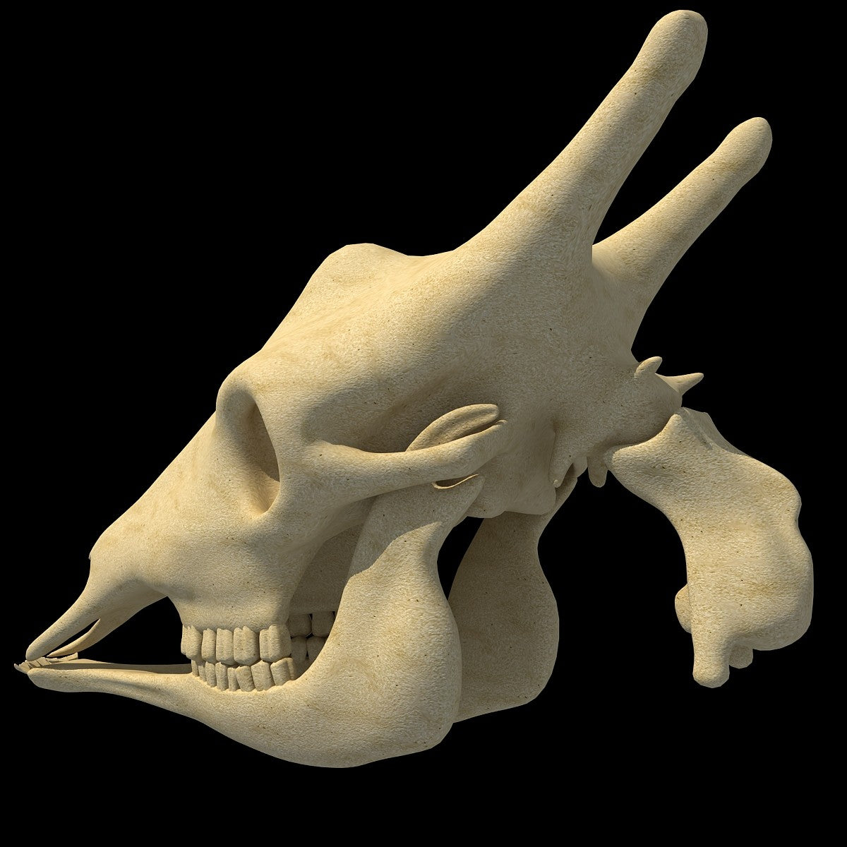 Giraffe Skull