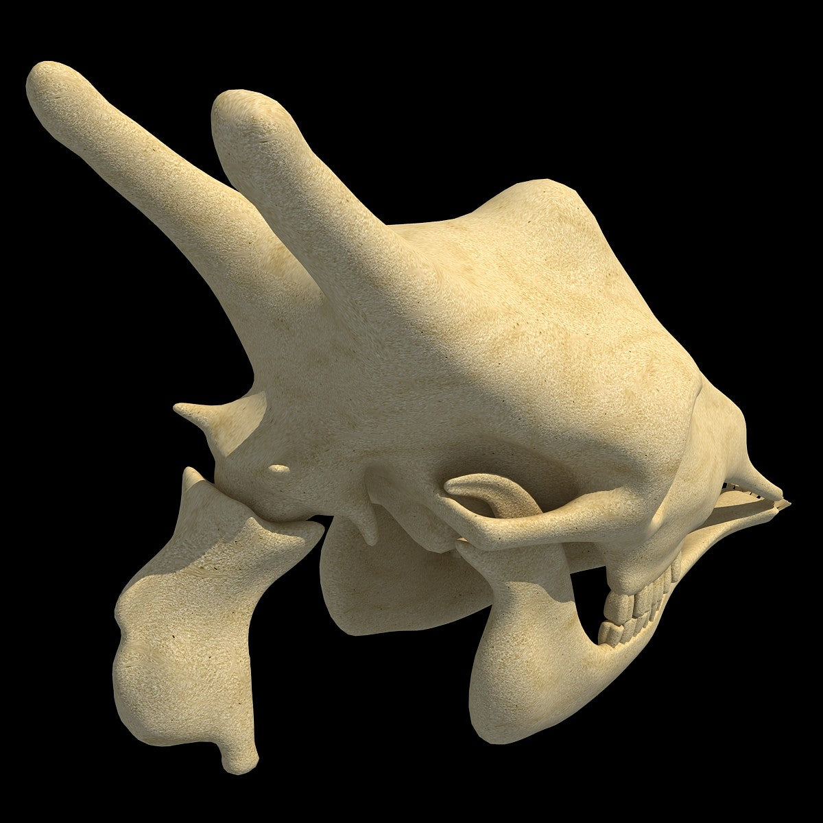 Giraffe Skull