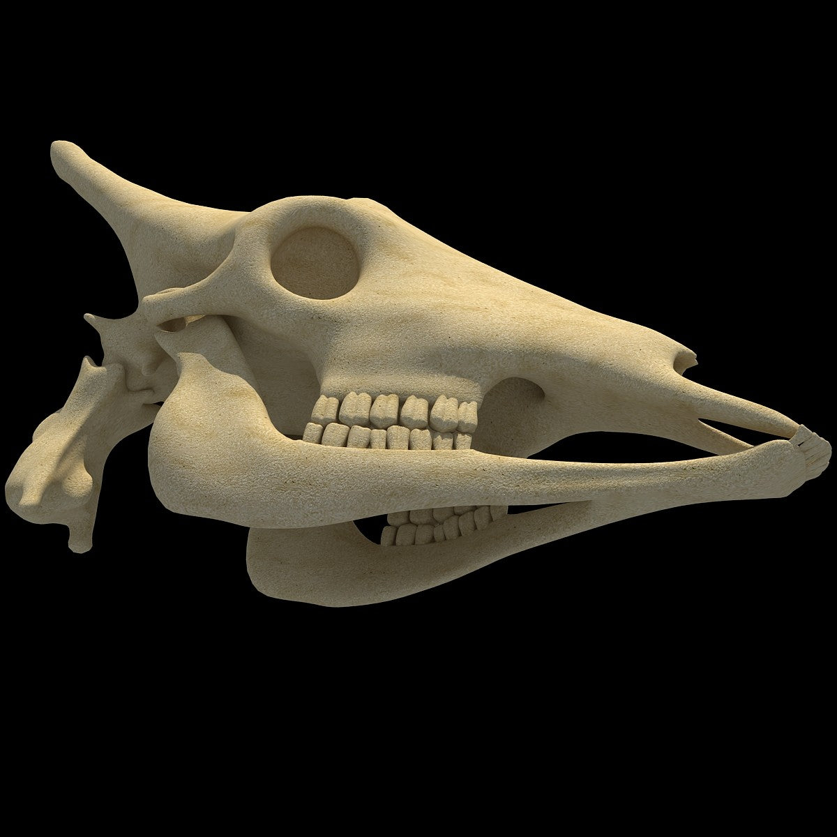 Giraffe Skull