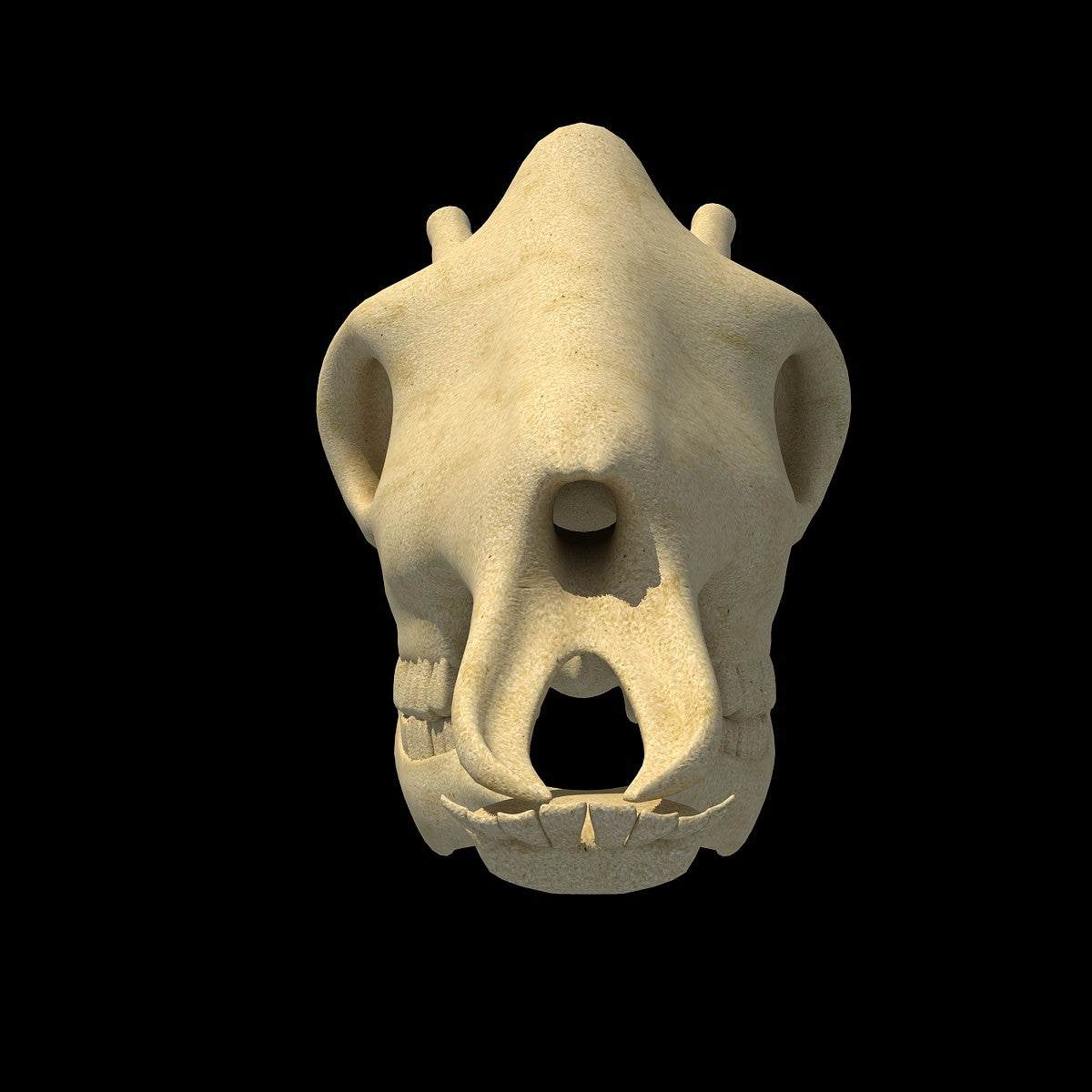 Giraffe Skull