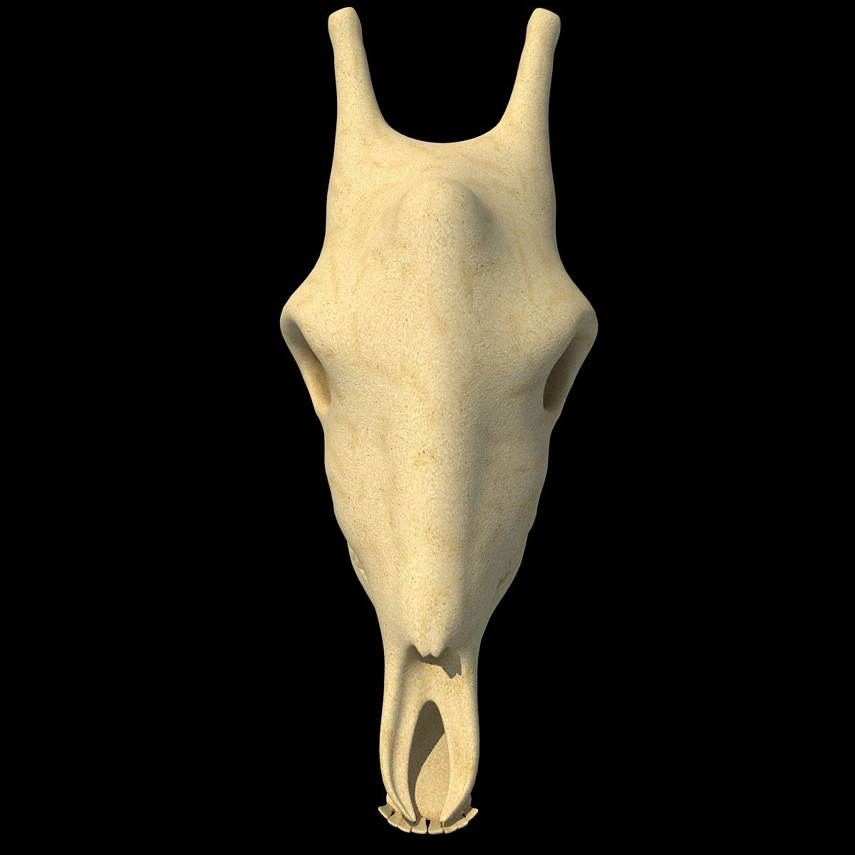 Giraffe Skull